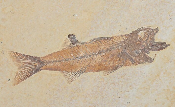 Uncommon Mioplosus Fossil Fish - Wyoming #31361
